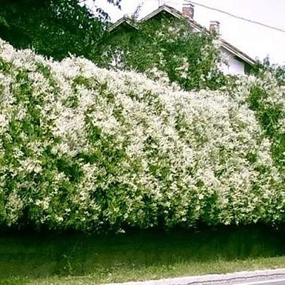 Фаллопия в Ижевске