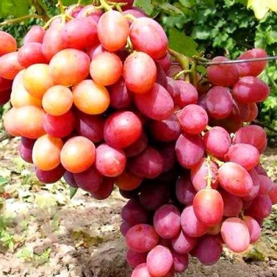 Виноград АНЮТА в Ижевске