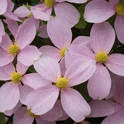 Клематис ГОРНЫЙ в Ижевске