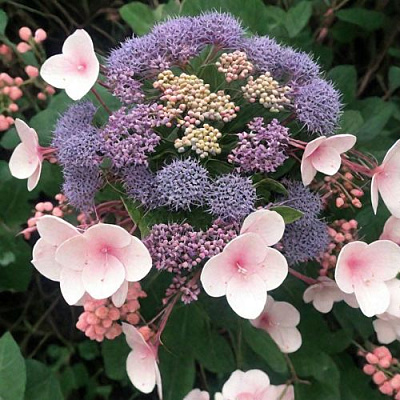 Шершавая в Ижевске