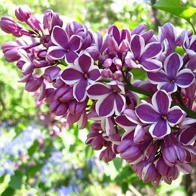 Сирень СЕНСАЦИЯ (привитая) в Ижевске