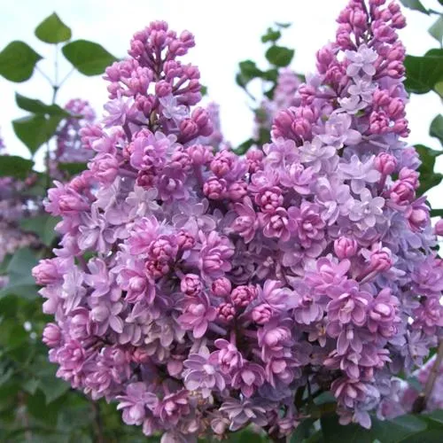Сирень КОЛХОЗНИЦА в Ижевске