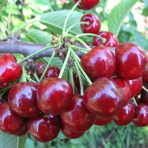 Вишня ДЕСЕРТНАЯ МОРОЗОВОЙ в Ижевске