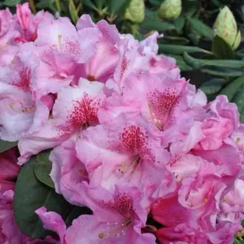 Рододендрон КЛАУДИУС в Ижевске