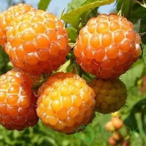 Малина КУМБЕРЛЕНД желтая в Ижевске