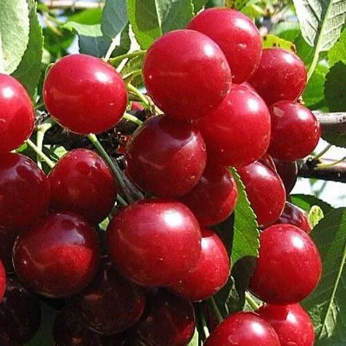 Вишня ГЛУБОКСКАЯ в Ижевске