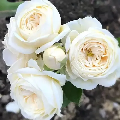 Роза АРТЕМИС шраб в Ижевске